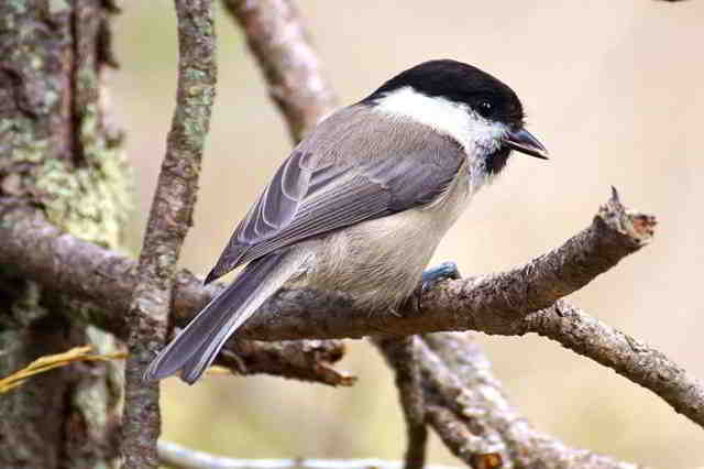 Photo d'illustration de l'article